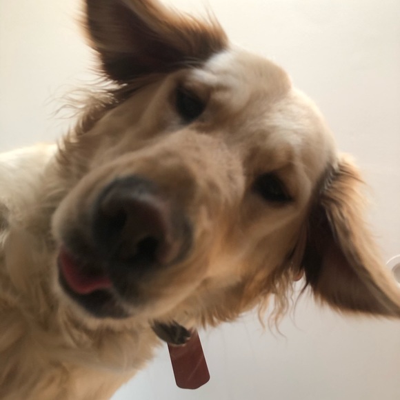 Meet your Posher, Mandy - Picture 1 of 1